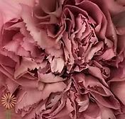 carnation lege dusty pink